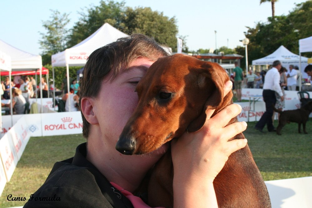 dachshund smooth haired red